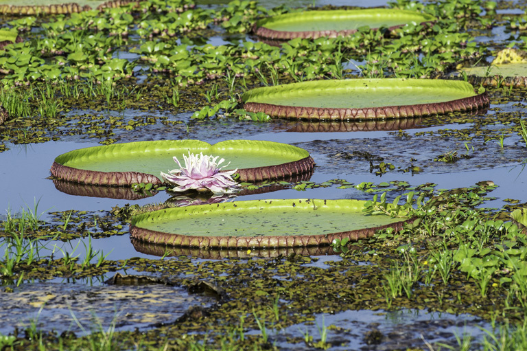 Image of Amazon water-lily