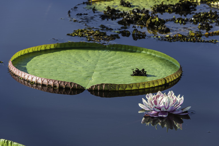 Imagem de Victoria amazonica (Poepp.) Sowerby