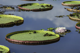 Image of Amazon water-lily