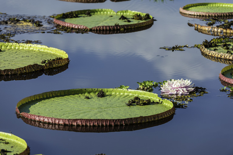 Imagem de Victoria amazonica (Poepp.) Sowerby