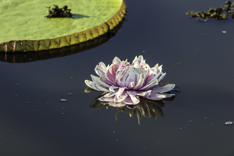 Image of Amazon water-lily