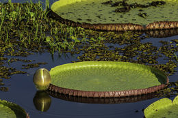 Imagem de Victoria amazonica (Poepp.) Sowerby