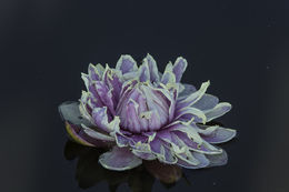 Image of Amazon water-lily