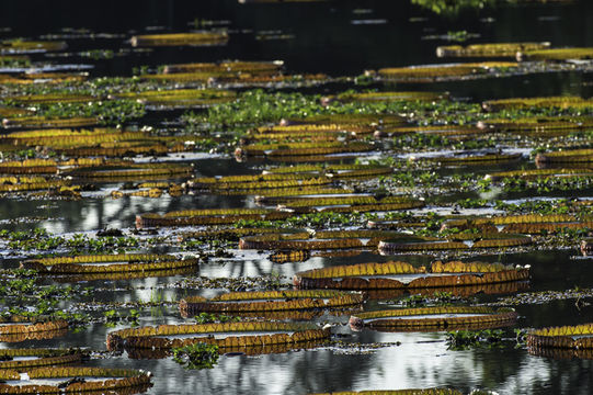 Imagem de Victoria amazonica (Poepp.) Sowerby