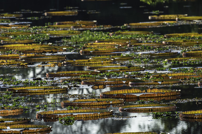 Image of Amazon water-lily