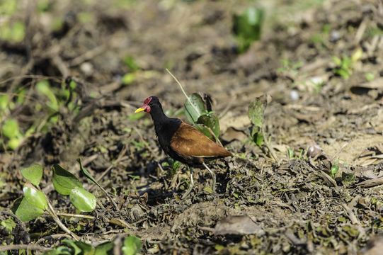 Image of Wattled Jacana