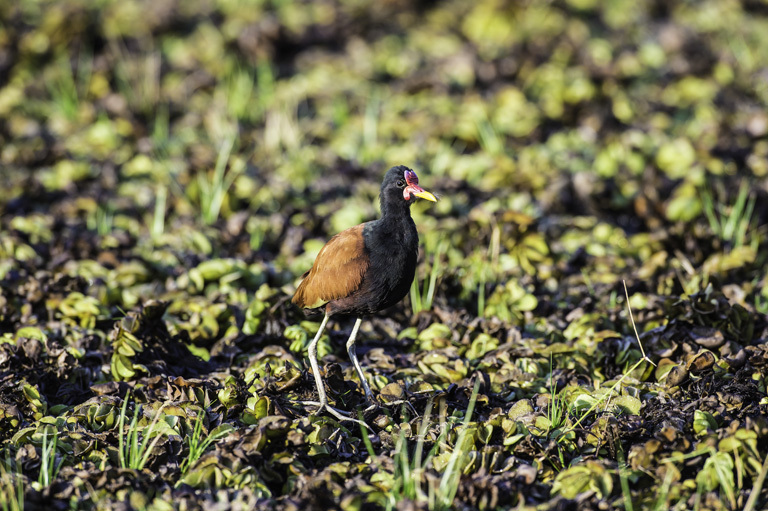 Image of Wattled Jacana