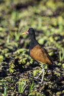 Image of Wattled Jacana