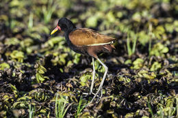 Image of Wattled Jacana