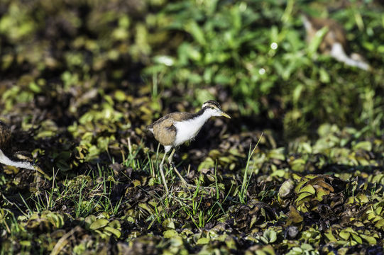 Image of Wattled Jacana