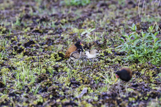 Image of Wattled Jacana