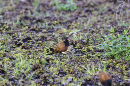 Image of Wattled Jacana