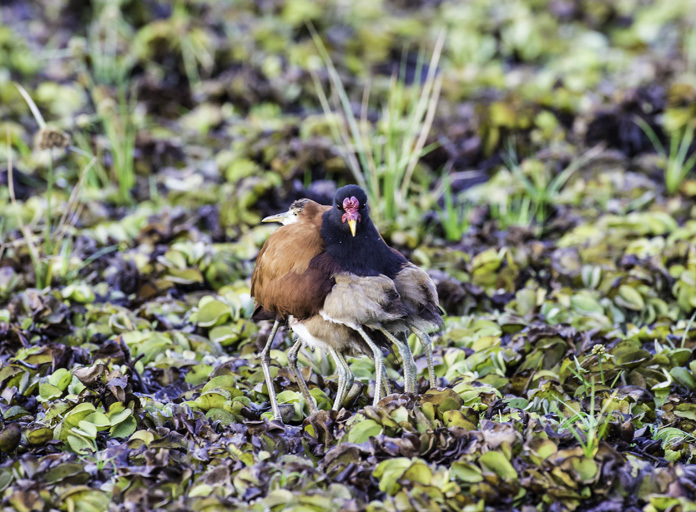 Image of Wattled Jacana