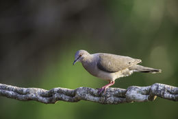 Image of White-tipped Dove