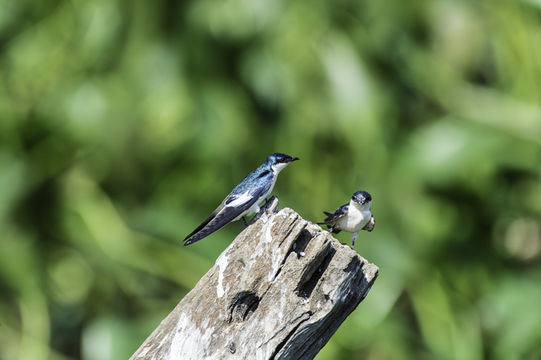 Image of White-winged Swallow