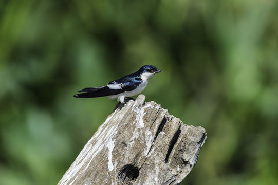 Tachycineta albiventer (Boddaert 1783)的圖片