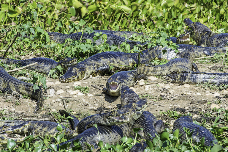 Image of Yacare caiman