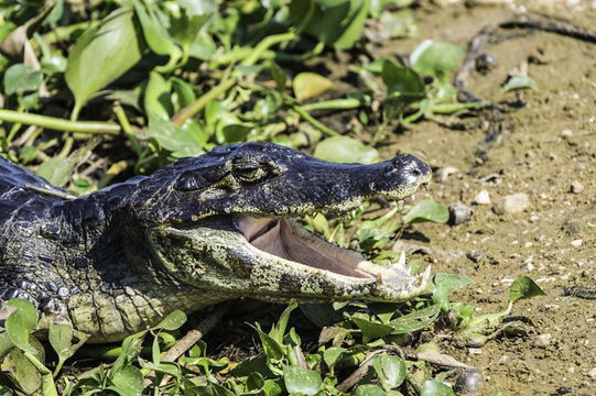 Image of Yacare caiman