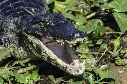 Image of Yacare caiman