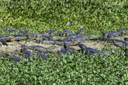 Image of Yacare caiman