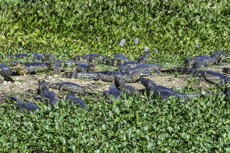 Image of Yacare caiman