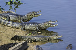 Image of Yacare caiman