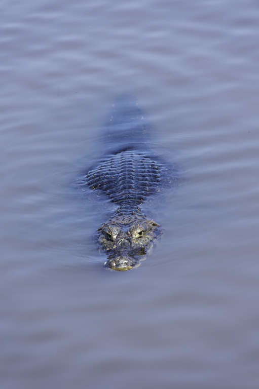 Image of Yacare caiman