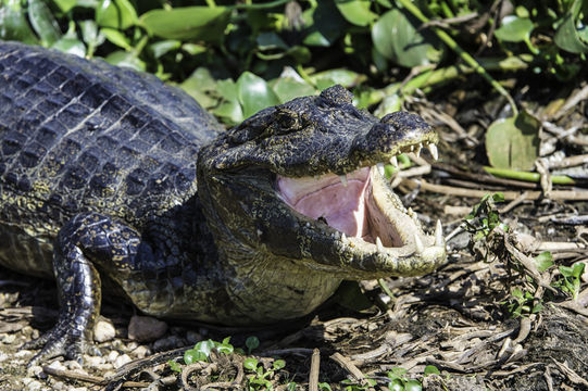 Image of Yacare caiman