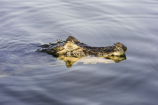 Image of Yacare caiman