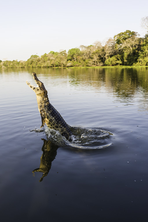 Image of Yacare caiman