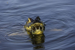 Image of Yacare caiman