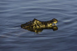 Image of Yacare caiman