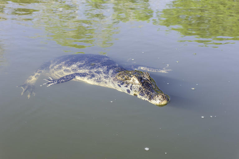 Image of Yacare caiman