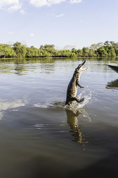 Image de Caïman yacare