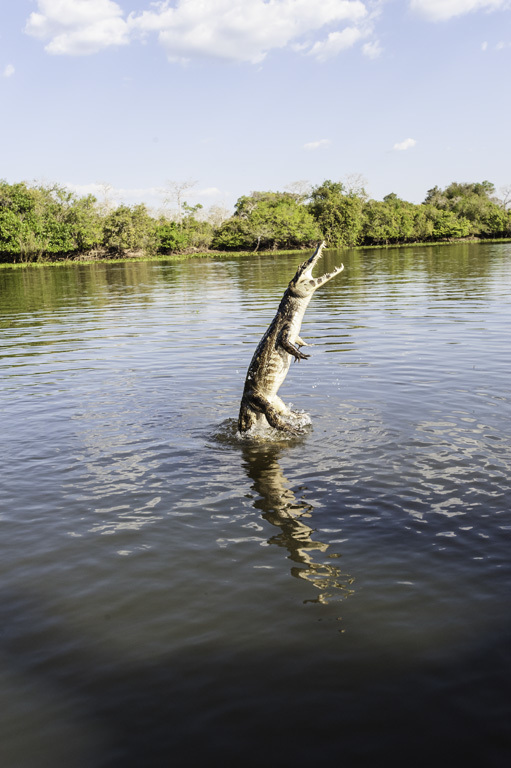 Image of Yacare caiman