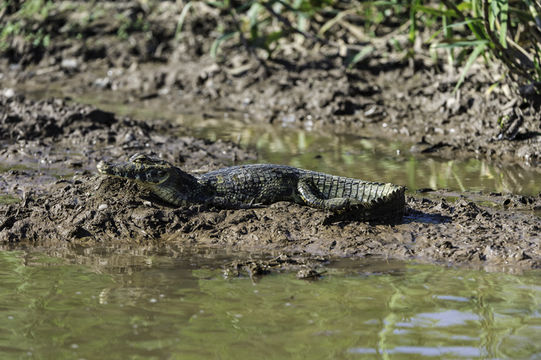 Image of Yacare caiman