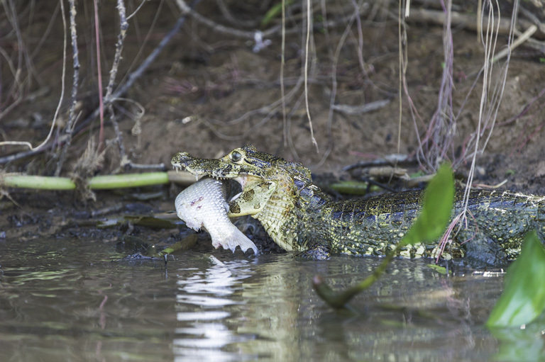 Image of Yacare caiman