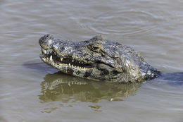 Image of Yacare caiman