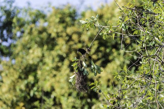 Image of Yellow-rumped Cacique