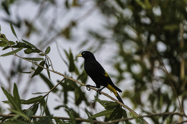 Image of Yellow-rumped Cacique