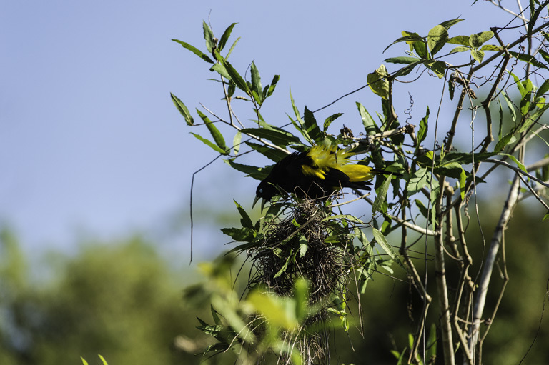 Image of Yellow-rumped Cacique