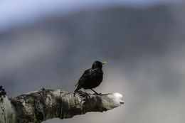 Image of Common Starling