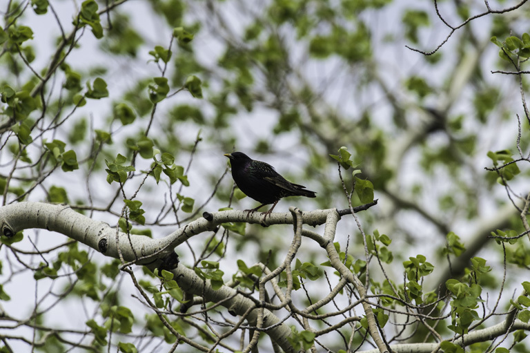 Image of Common Starling