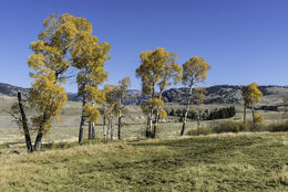 Image of plains cottonwood