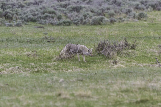 Image of American jackal