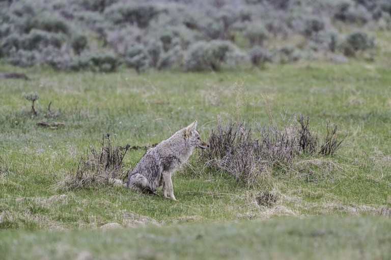 Image of American jackal