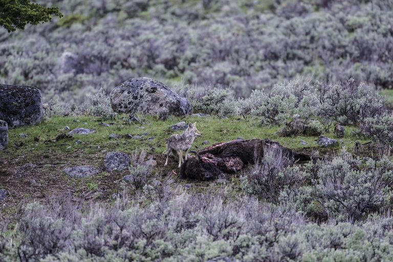 Image of American jackal