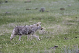 Image of American jackal