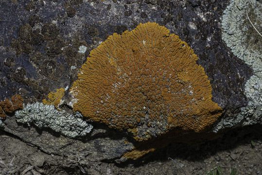 Image of elegant orange wall lichen