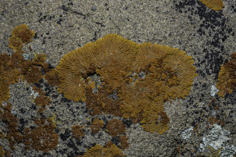 Image of elegant orange wall lichen